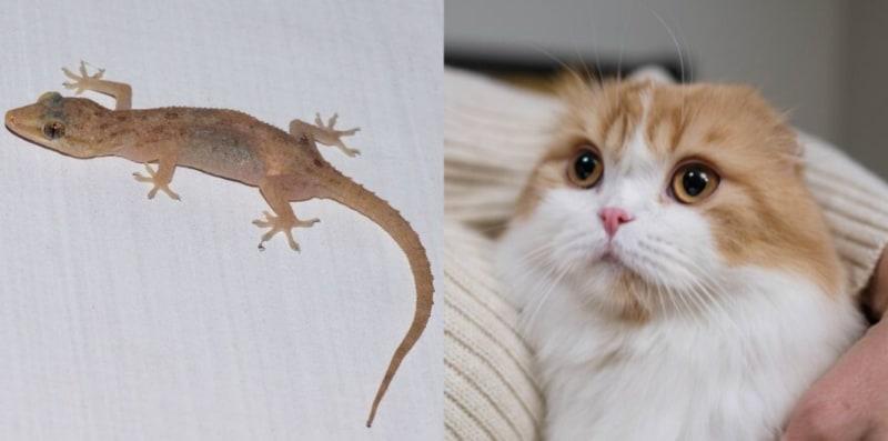 Selain Bela Kucing, Ini 8 Cara BERKESAN Halau Cicak Dari Rumah!