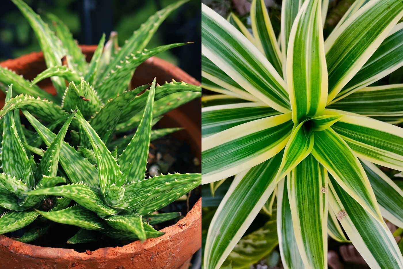 Tanam 7 Pokok Hiasan Ini Di Laman Rumah! Bukan Saja Tahan Panas, Tapi Juga Boleh Tapis Udara!