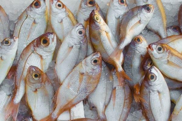 makanan untuk barah pankreas