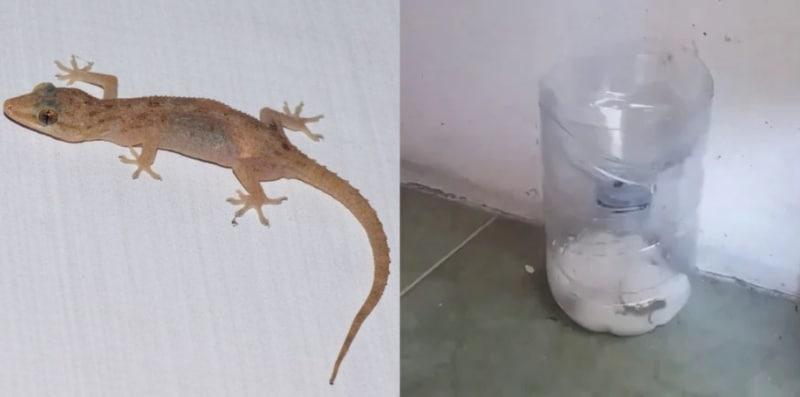 Rumah Banyak Haiwan Melekat Di Dinding, Ini Cara Buat Perangkap Cicak DIY!