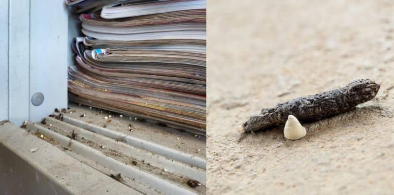 Banyak Tahi Cicak Melekat-Lekat Di Dinding? Ini 5 Cara Atasi, Rumah Bersih Lepas Ini!