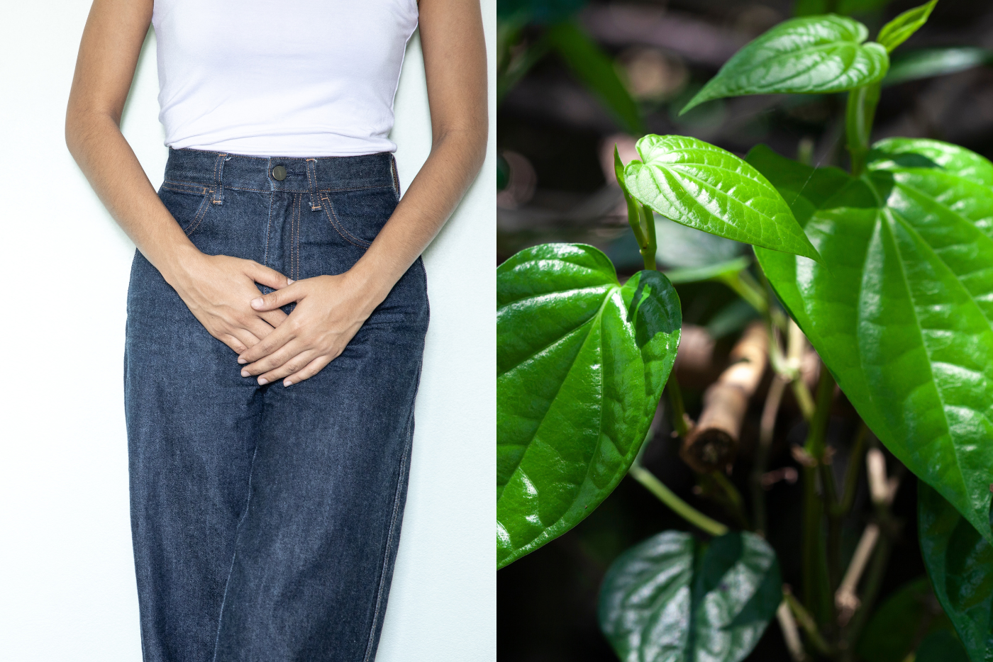 Minum Air Sirih Untuk Rawat Keputihan? Ada 5 Khasiat Daun Sirih Untuk Wanita!