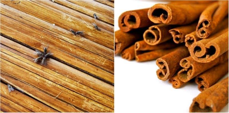 5 Bahan 'Simple' Ini Berkesan Halau Lalat Dalam Rumah, Cuba Sekarang!