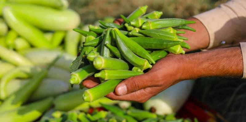 Jangan Patahkan Ekor Bendi, Ini Cara Paling Senang Nak Pilih Bendi Muda Di Pasar!