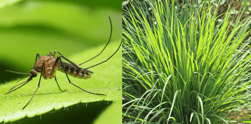 7 Cara Halau Nyamuk Dalam Rumah, Pakai Spray Boleh, Guna Bahan Dapur Pun Boleh!