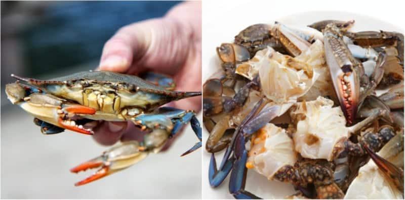 Nak Pilih Ketam Penuh Isi & Telur? Ini 5 Tip Anda Kena Ingat Ketika Di Pasar