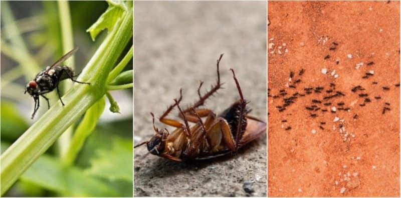 Lalat, Lipas, Semut Selalu Masuk Rumah? Cuba Petua Ini Halau Serangga Perosak!