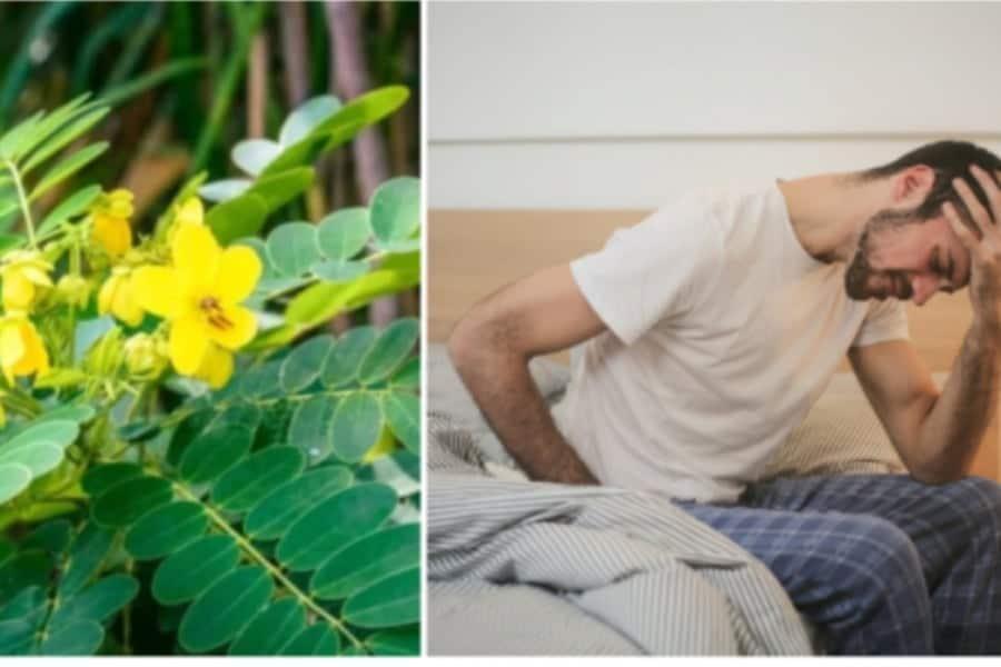 Daun Senna Boleh Cuci Perut Dan Rawat Sembelit? Sebelum Ambil, Baca Ini Dulu!