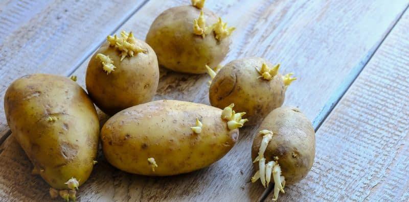 Kentang Baru Beli Sudah Bertunas? Ini Tip Simpan Kentang Tahan Lama, Lebih 2 Bulan!