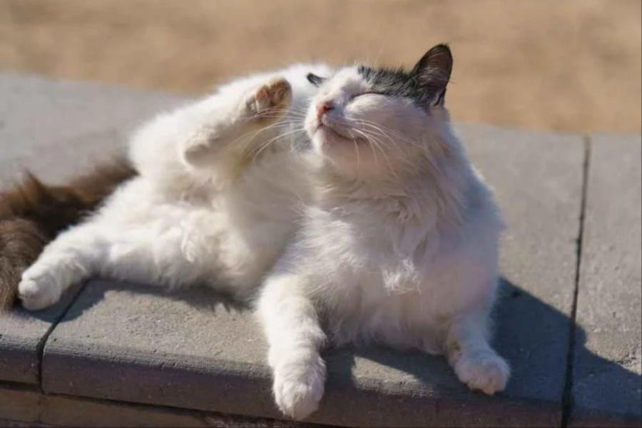 Pencinta Haiwan Berbulu Berisiko Alami Jangkitan Kurap Kucing, Rawat Dengan 2 Cara Ini!