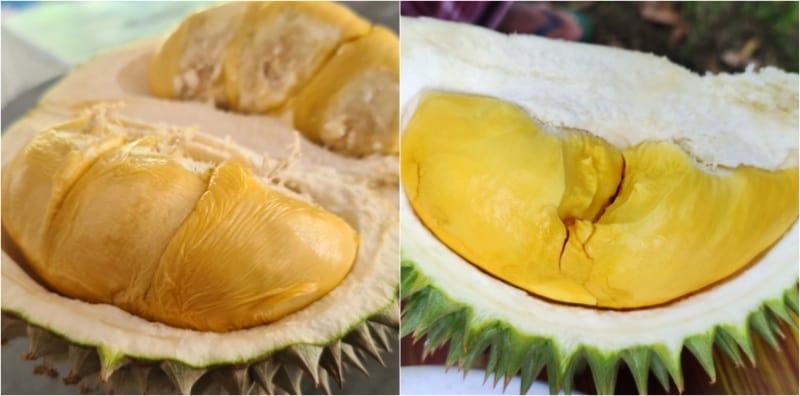 Siapa Peminat Durian? Anda Mesti Tahu 6 Jenis Durian Paling Popular Di Malaysia Ini!