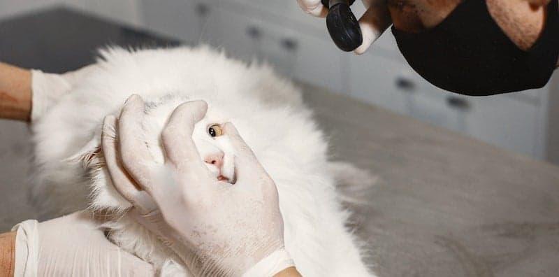 7 Klinik Haiwan Di Kuala Lumpur Yang Ramai Orang Selalu Pergi, Review Pun Terbaik!