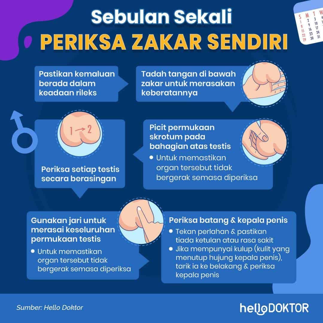 telur lelaki normal