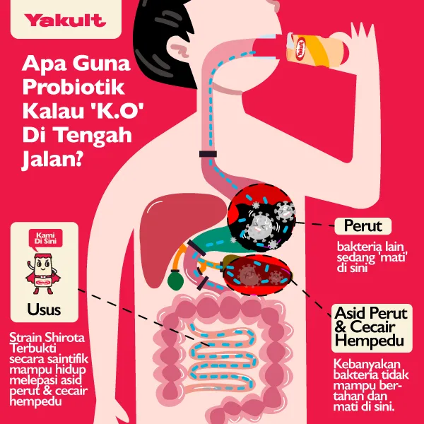 waktu terbaik makan probiotik