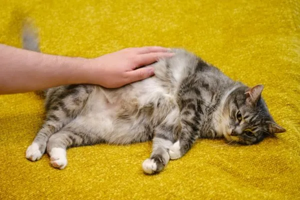 vaksin kucing