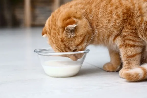 susu kucing