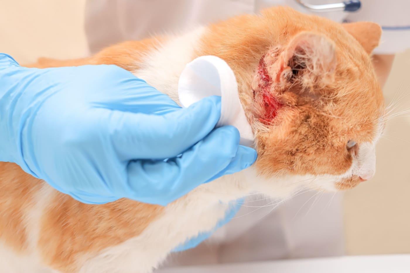 Luka Kucing Tak Sembuh-Sembuh? Awas, Mungkin Ini Punca Bahayanya!