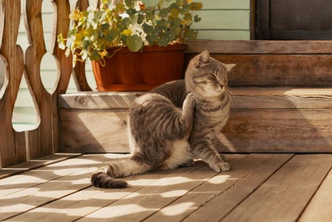 Berhenti Buang Duit – Ini Cara Pilih Ubat Kutu Kucing Yang Betul