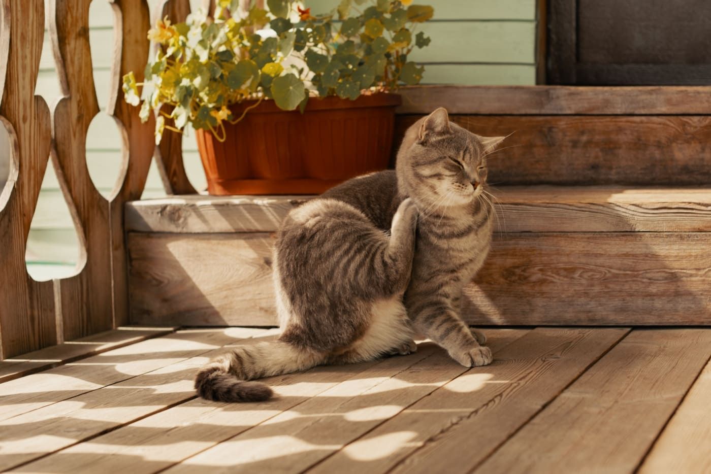 Berhenti Buang Duit – Ini Cara Pilih Ubat Kutu Kucing Yang Betul