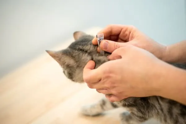 ubat kutu kucing