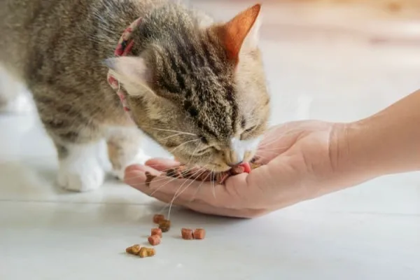 makanan kucing