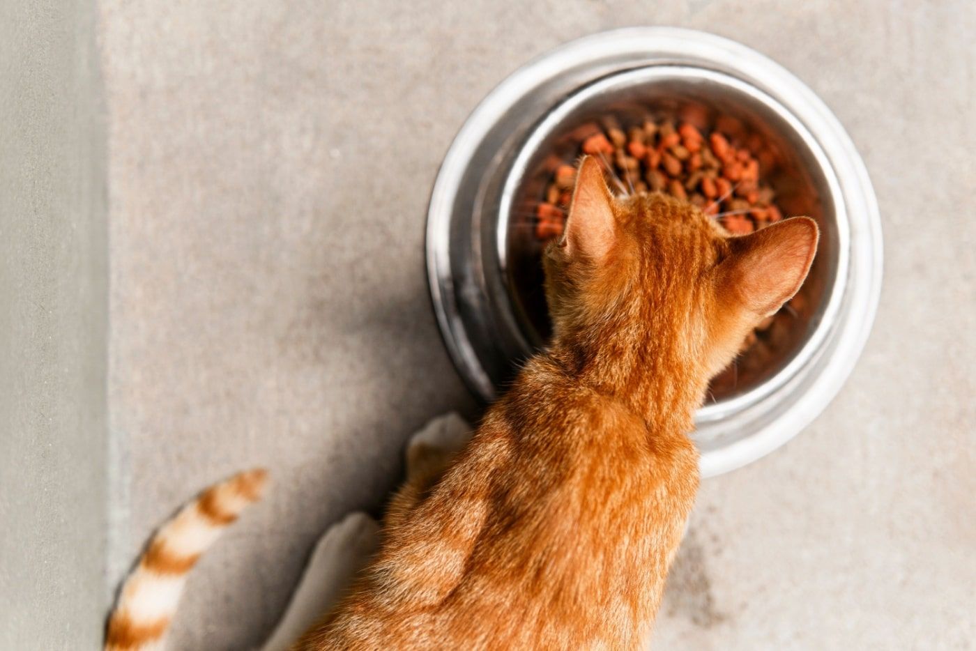 makanan-kucing