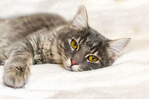 kucing demam