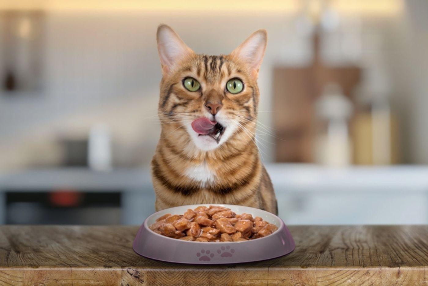 Penting & Bagus Ke Bagi Wet Food Kucing Untuk Tumbesaran Si Comel?