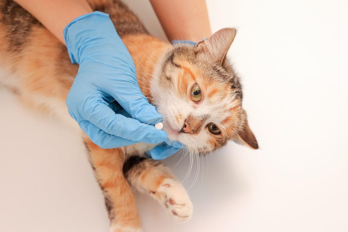 Panduan Lengkap Ubat Cacing Kucing & Anak Kucing 2 Minggu Ke Atas