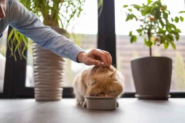 makanan kucing
