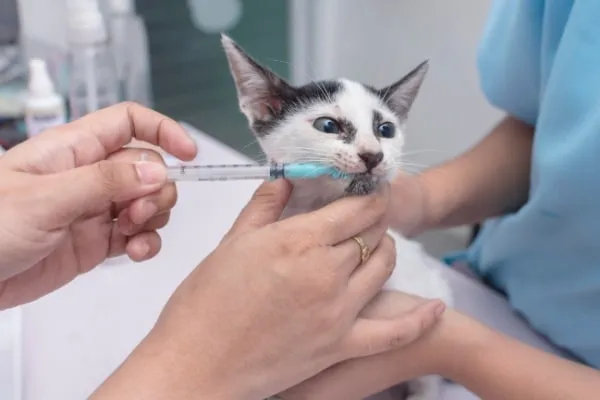 ubat cacing kucing