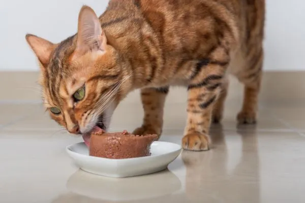 wet food kucing