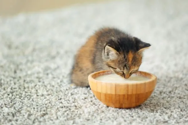 susu kucing