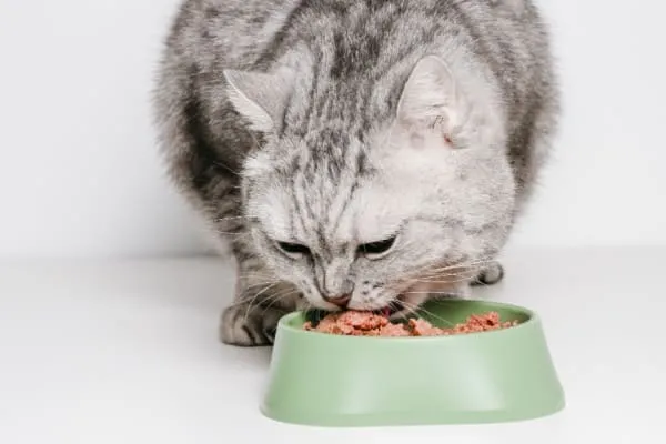 susu kucing
