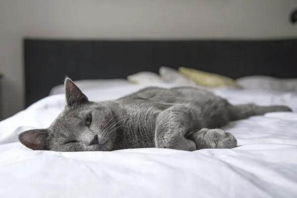 kutu kucing