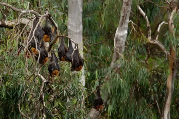 virus nipah di Malaysia