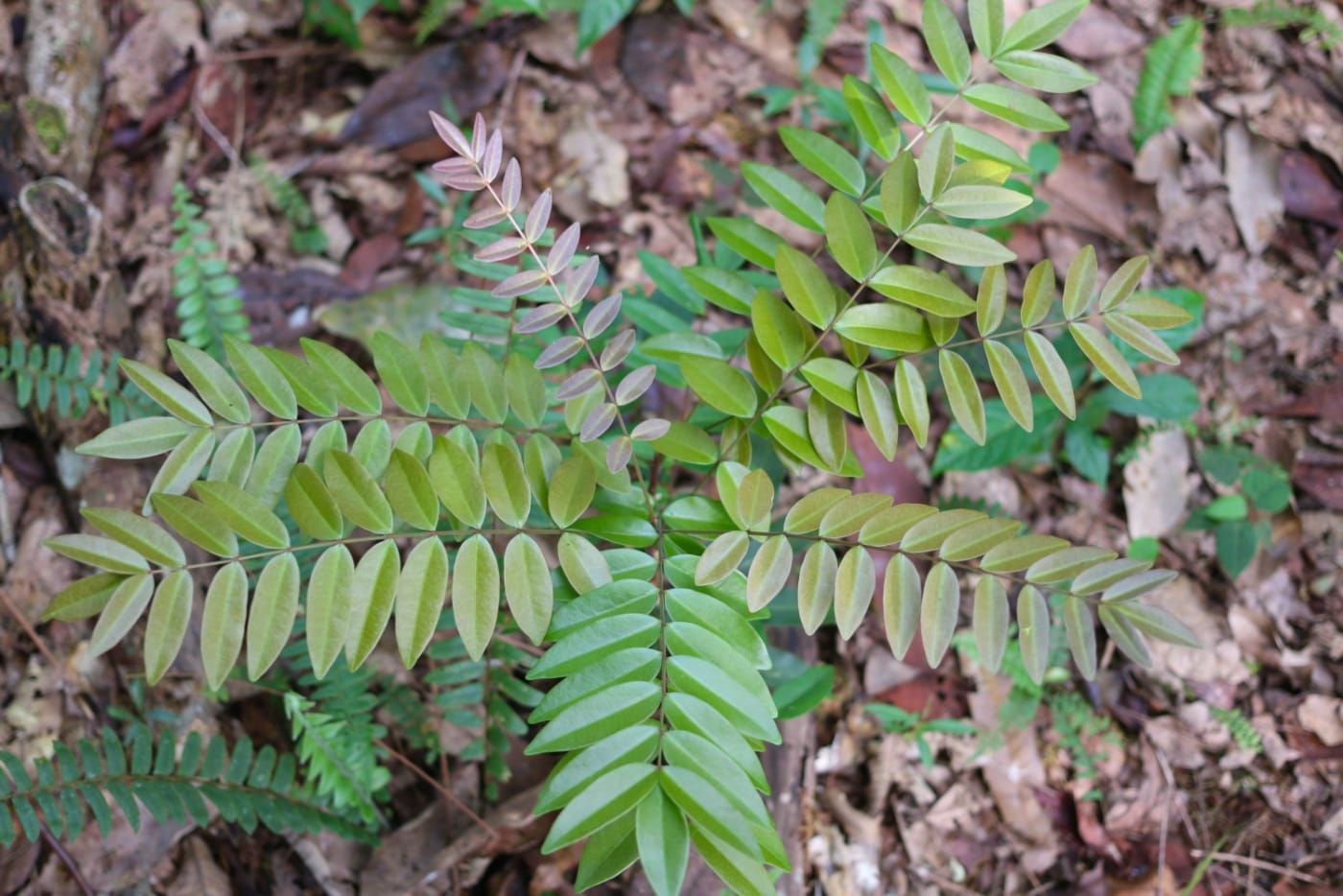 Kerja Stres Sampai Penat Mental? Ini Peranan Tongkat Ali Yang Orang Tak Cerita