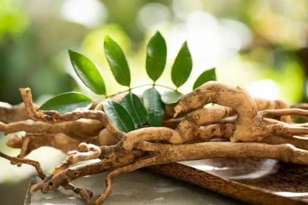 kelebihan tongkat ali