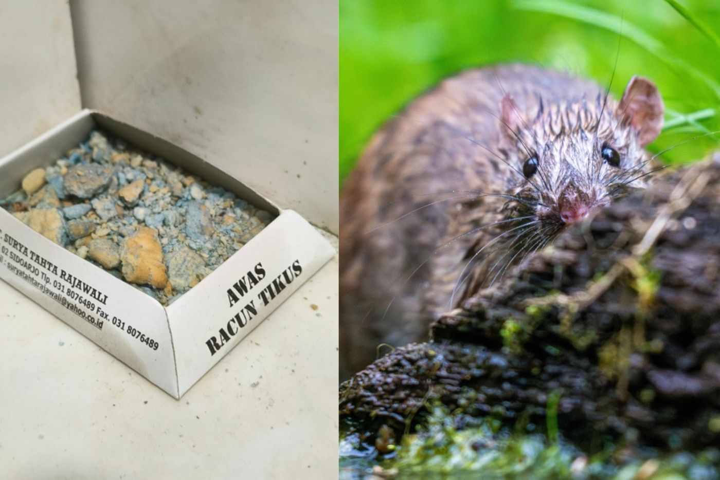 Anda Ada Masalah Tikus Di Rumah Atau Kedai? Dapatkan 7 Racun Tikus Terbaik Sebagai Solusi!!