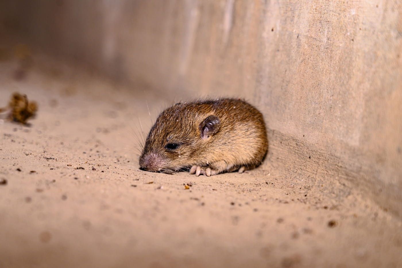 jangkitan-hantavirus