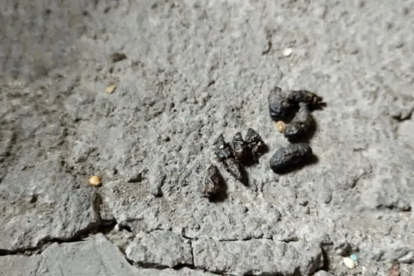 hantavirus