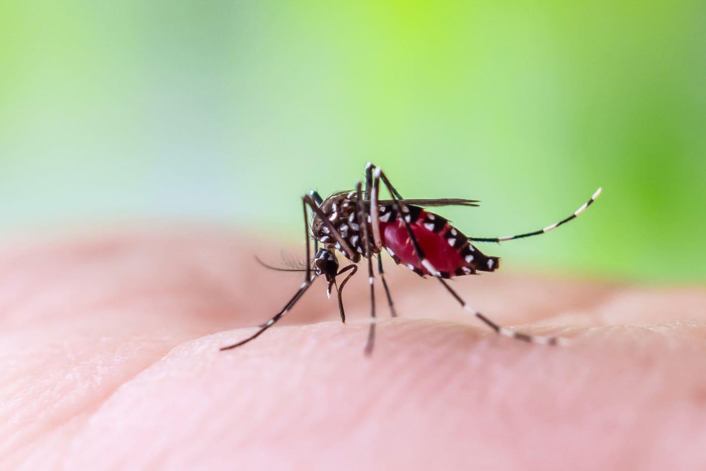 Terengganu Rekod Kes Malaria Import, Adakah Kita Juga Berisiko Digigit Nyamuk Ini?