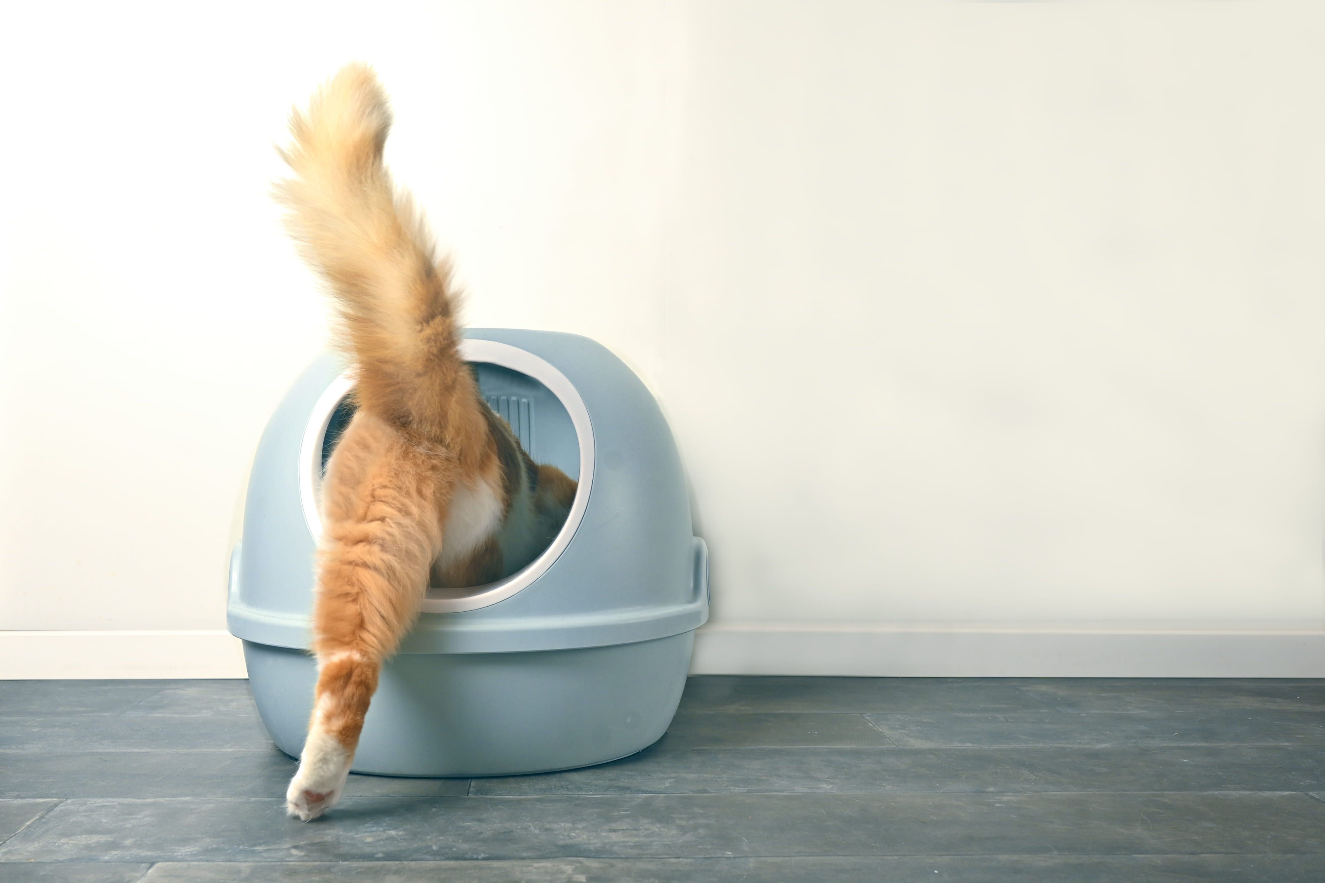 penyakit kucing