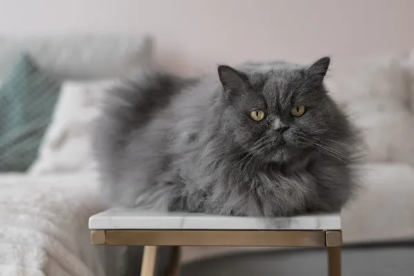 jenis kucing