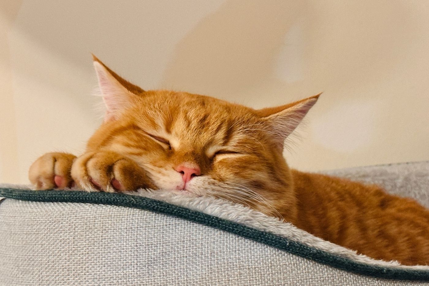 Jangka Hayat Kucing: Berapa Lama Kucing Boleh Hidup & Apa Yang Mempengaruhinya?