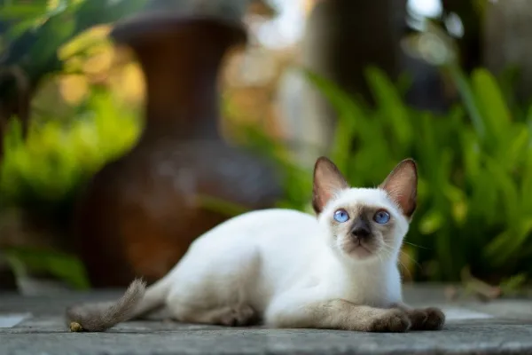 jenis kucing