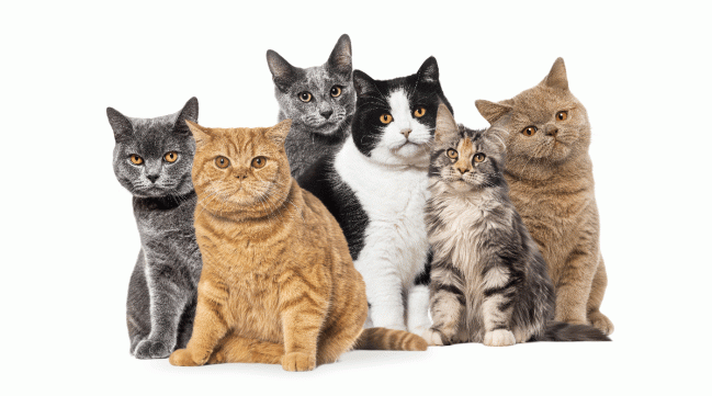 Kucing Anda Baka Apa? Ini Jenis-Jenis Kucing Yang Biasa Dipelihara di Malaysia!