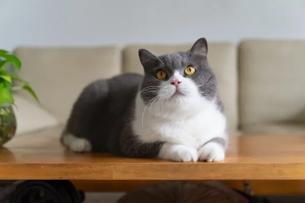 jenis kucing