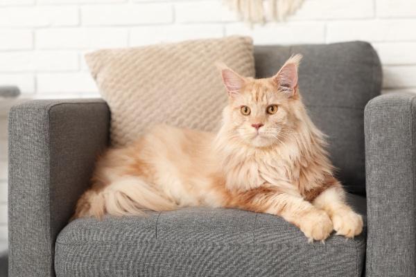 jenis kucing