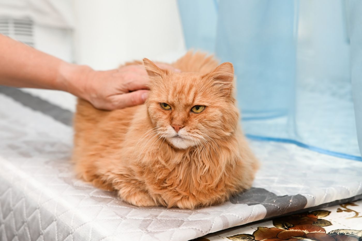 Cara Mengetahui Umur Kucing: Panduan Kenal Pasti Anak Kucing Hingga Kucing Tua